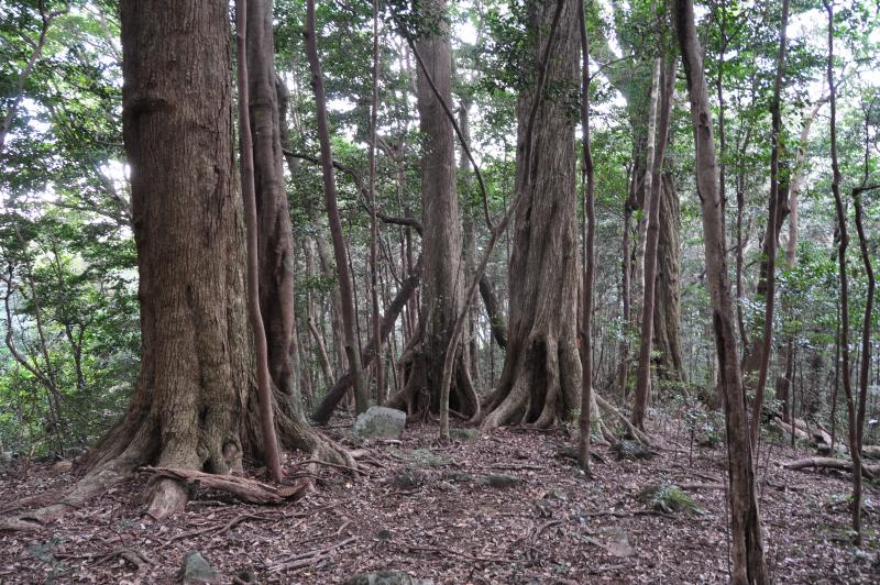 龍良山原始林