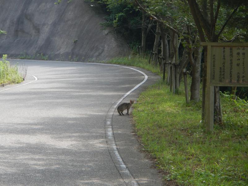 ツシマヤマネコ