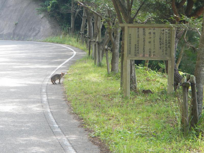 ツシマヤマネコ