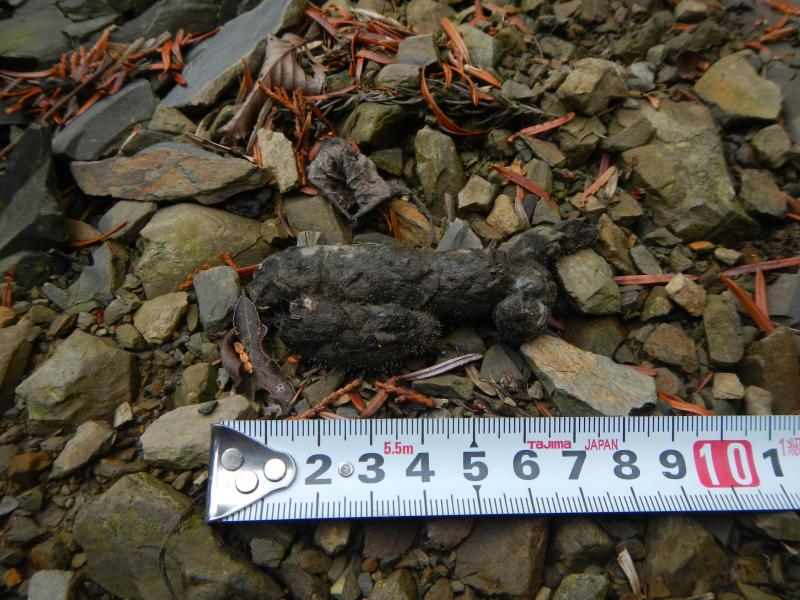 ツシマヤマネコの痕跡（糞）