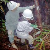 保育間伐体験の様子