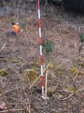 大苗を植栽し支柱を3本設置後