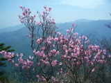 春の登山道沿いのアケボノツツジ