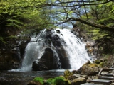 春の名水の滝（国有林に隣接）