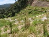 西表治山