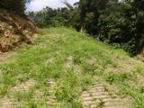 西表治山