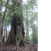 神野