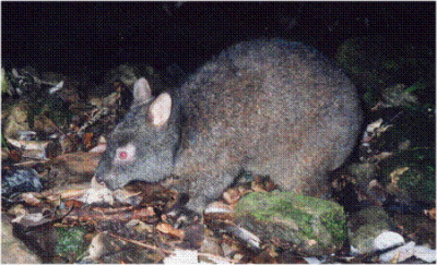 九州森林管理局 アマミノクロウサギ