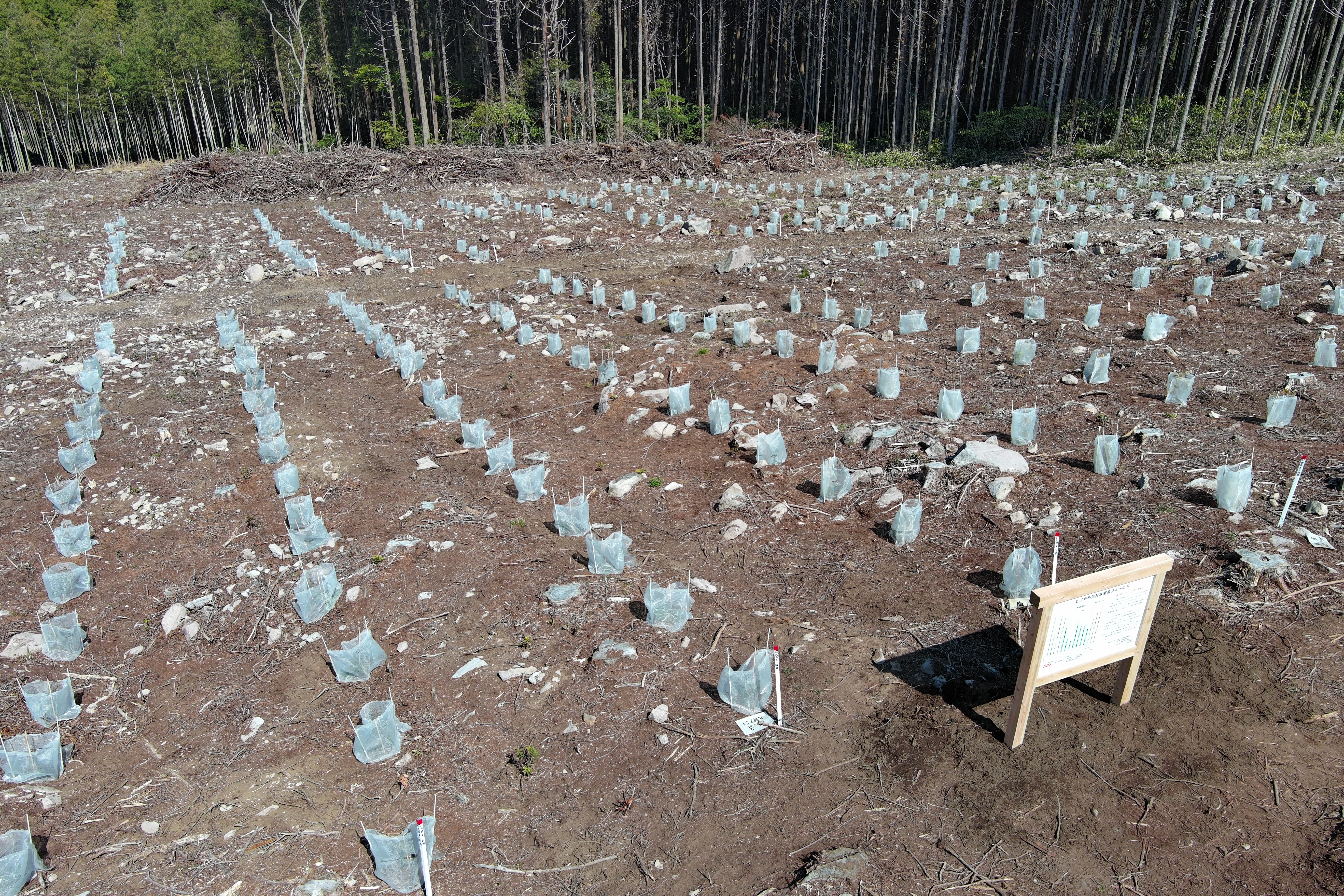 フィールドの近景