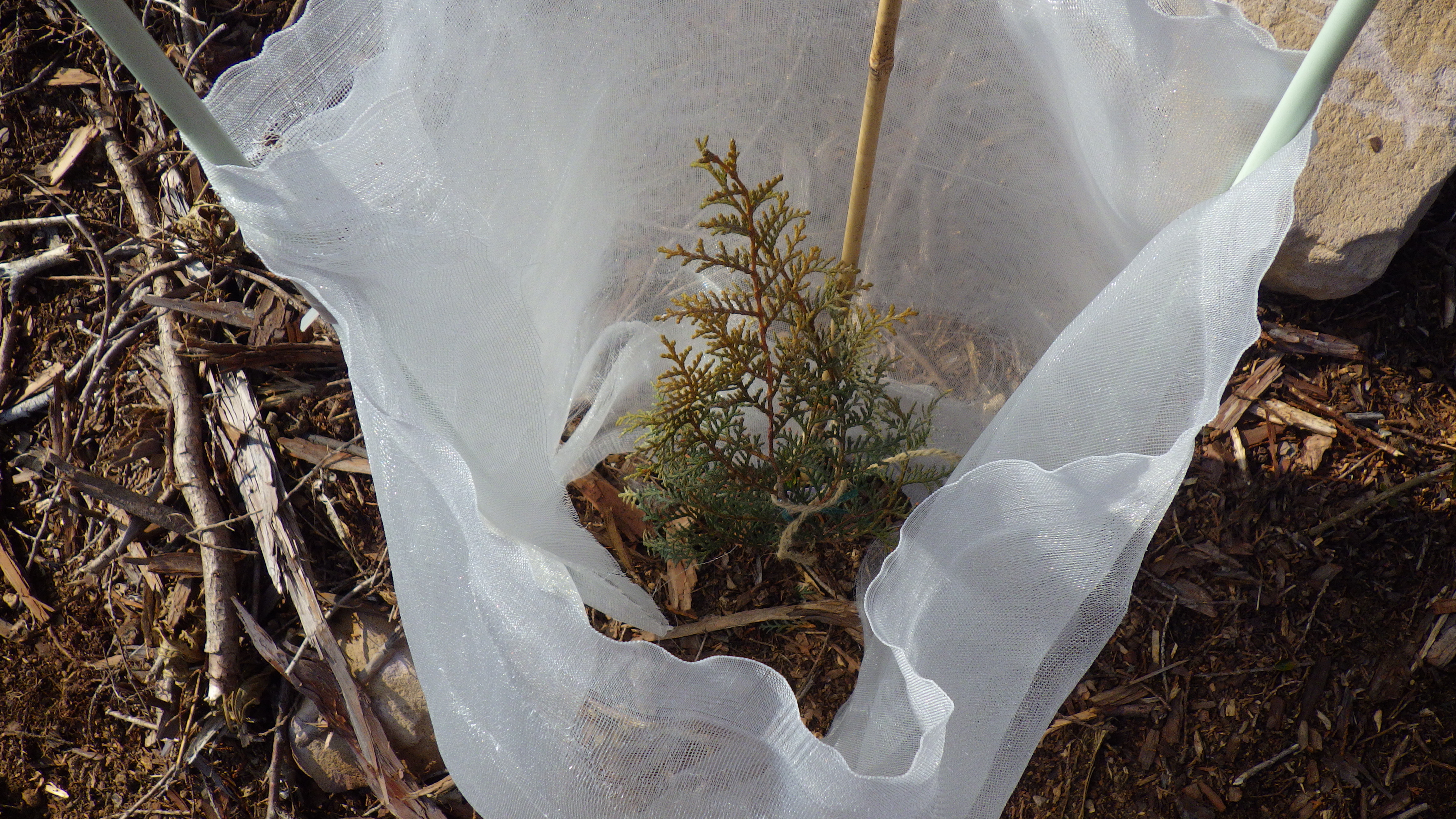 単木保護資材の設置状況