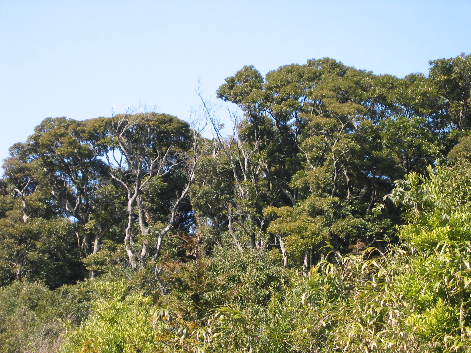 山砥スタジイ等希少個体群保護林