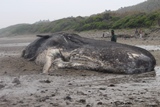 打ち上げられたマッコウクジラの死骸