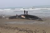 打ち上げられたマッコウクジラの死骸