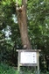比木神社のチシャノキ