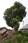 岩爪神社のクスノキ