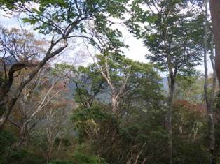 宮崎県自然環境保全地域特別保護地区に指定されている掃部岳植物群落保護林