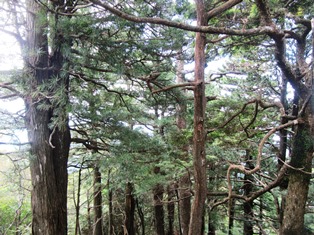 コウヤマキ群生地として保護されている尾鈴植物群落保護林