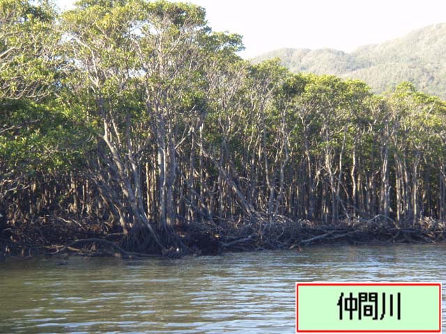 写真：仲間川流域のマングローブ