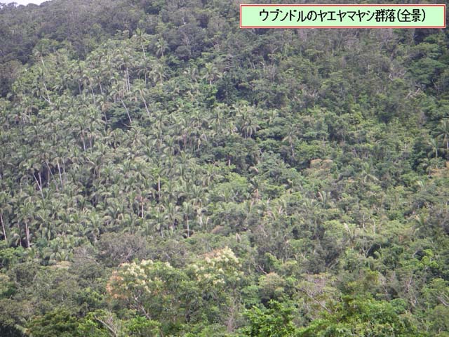 写真：ウブンドルのヤエヤマヤシの全景