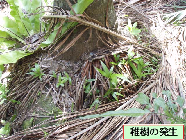 写真：稚樹の発生