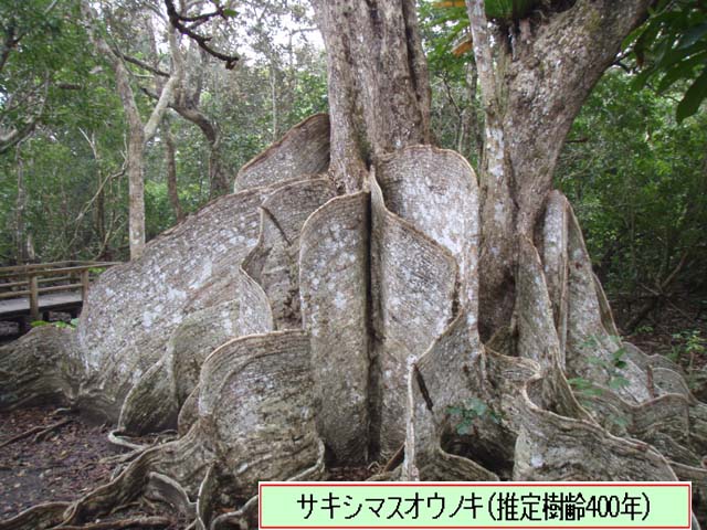 写真：サキシマスオウノキ
