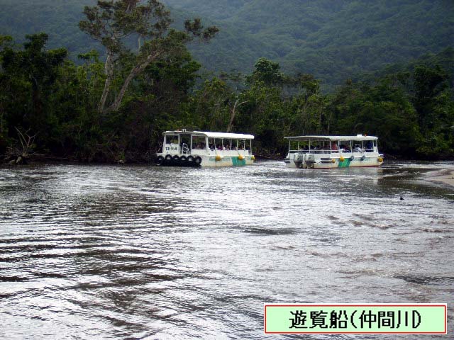写真：仲間川の遊覧船