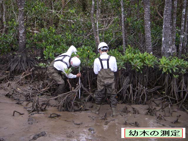 写真：幼木の成長量調査