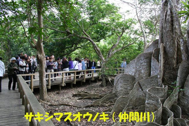 写真：サキシマスオウノキ（仲間川）