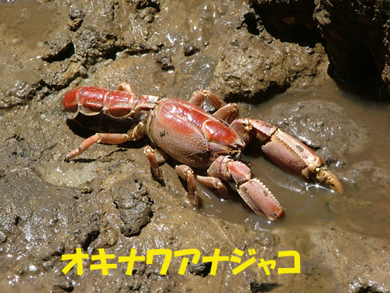 写真：オキナワアナジャコ