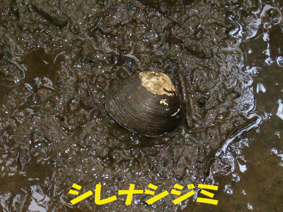 写真：シレナシジミ