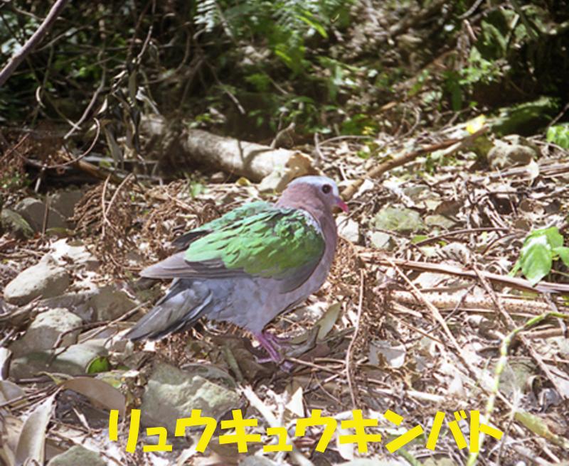 写真：リュウキュウキンバト
