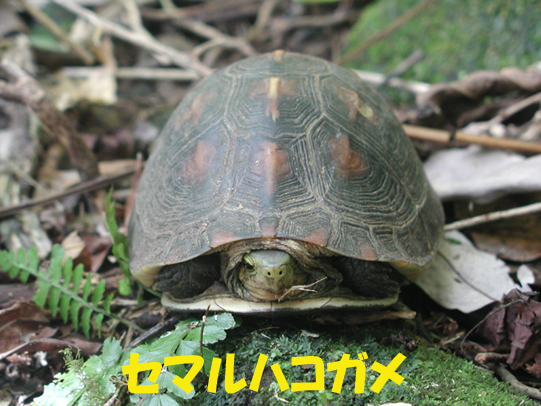 写真：セマルハコガメ