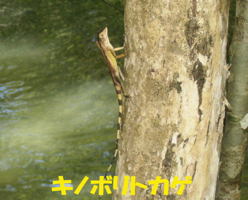 九州森林管理局 西表島の動物 九州森林管理局 西表島の動物