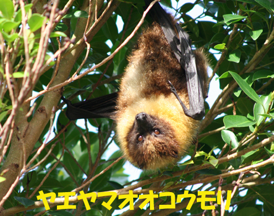 写真：ヤエヤマオオコウモリ