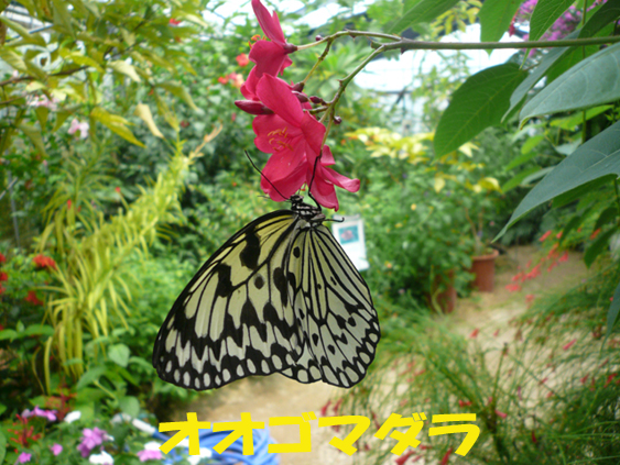 写真：オオゴマダラ