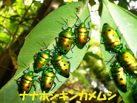 写真：ナナホシキンカメムシ