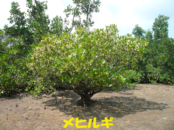 写真：メヒルギ