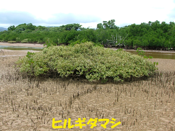 写真：ヒルギダマシ