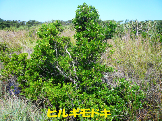 写真：ヒルギモドキ