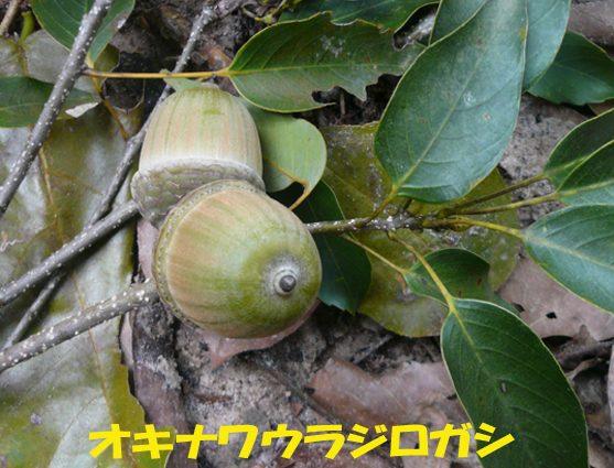 写真：オキナワウラジロガシ