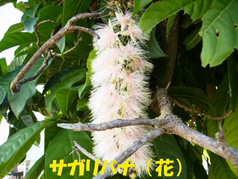 写真：サガリバナ（花）