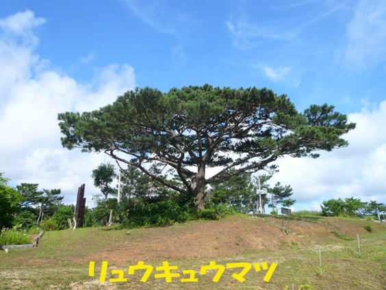 写真：リュウキュウマツ