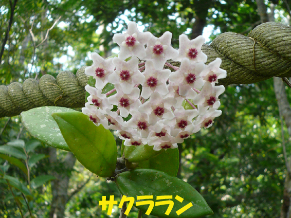 写真：サクララン