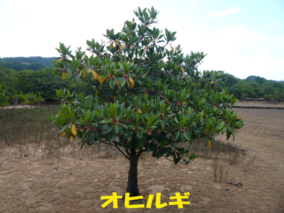 写真：オヒルギ