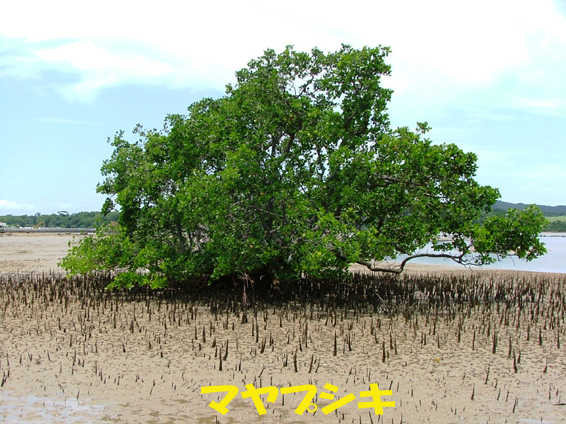 写真：マヤプシキ