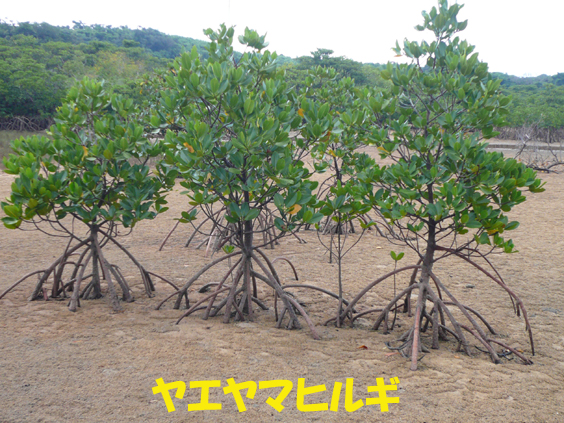 写真：ヤエヤマヒルギ