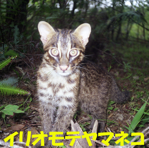 写真：イリオモテヤマネコ