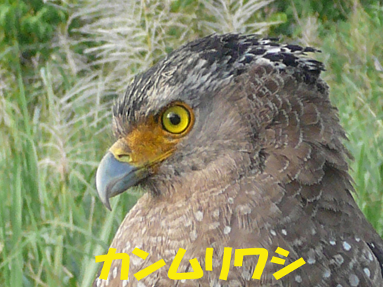 写真：カンムリワシ