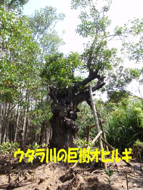写真：ウラタ川の巨樹オヒルギ