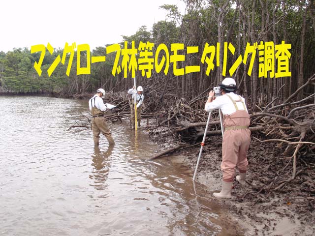 写真：マングローブ林等のモニタリング調査